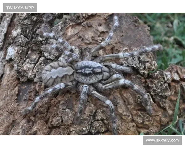 疑似“分散的蜘蛛”成员被捕 媒体